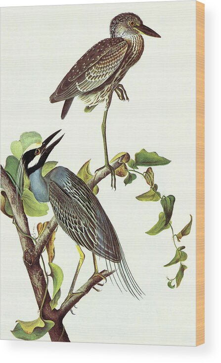 Ornithologist Wood Print featuring the painting Yellow Crowned Night Heron & Little Blue Heron by John James Audubon