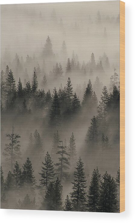 Jeff Foott Wood Print featuring the photograph Yosemite Conifers At Sunrise by Jeff Foott