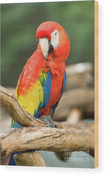 Parrot Wood Print featuring the photograph Young Scarlet Macaw Parrot by Microgen Images/science Photo Library