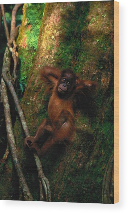 Hands Behind Head Wood Print featuring the photograph Young Sumatran Organutan Pongo Pongo by Art Wolfe