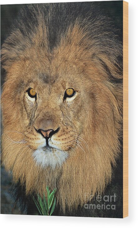 African Lion Wood Print featuring the photograph African Lion Portrait Wildlife Rescue #1 by Dave Welling