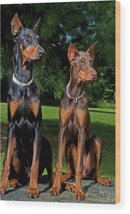 Doberman Wood Print featuring the photograph Andre and Paris #1 by Robert Dann