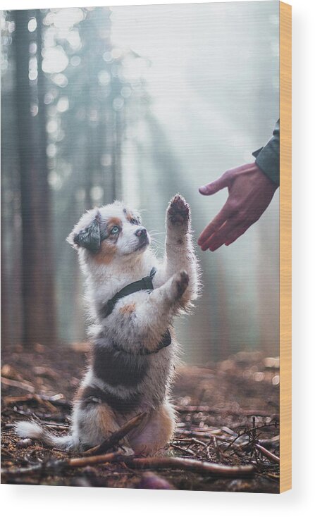 Breed Wood Print featuring the photograph Australian Shepherd puppy by Vaclav Sonnek