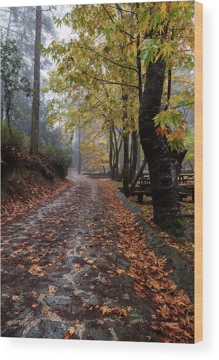 Autumn Wood Print featuring the photograph Autumn landscape with trees and Autumn leaves on the ground after rain by Michalakis Ppalis