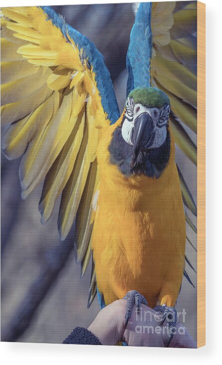 Macaw Wood Print featuring the photograph Blue and Gold Macaw #1 by Kristine Anderson