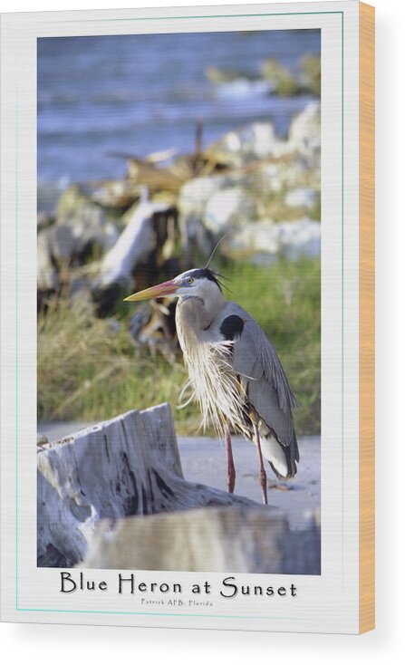 Waterfront Wood Print featuring the photograph Blue Heron at Sunset #1 by Robert Harris