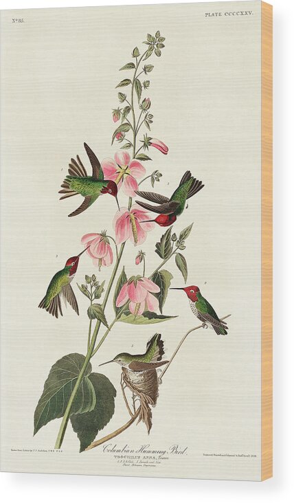 Audubon Birds Wood Print featuring the photograph Columbian Humming Bird #1 by John James Audubon