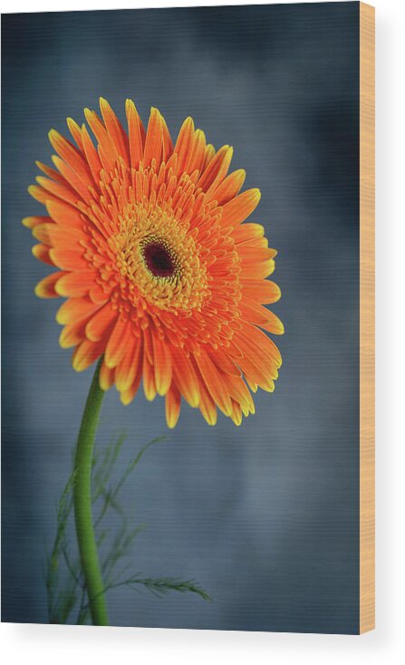 Daisies Wood Print featuring the photograph Fresh beautiful orange daisy flower blossom. Blooming flower #1 by Michalakis Ppalis