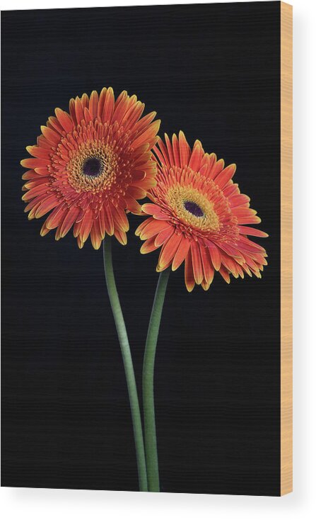 Daisies Wood Print featuring the photograph Fresh Daisy flower isolated on black background #1 by Michalakis Ppalis