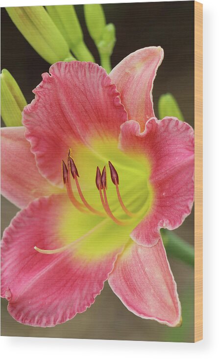 Daylily Wood Print featuring the photograph Gracefully Yours #1 by Mary Anne Delgado