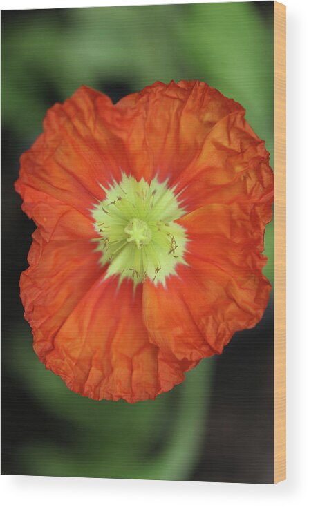 Iceland Poppy Wood Print featuring the photograph Iceland Poppy by Tammy Pool