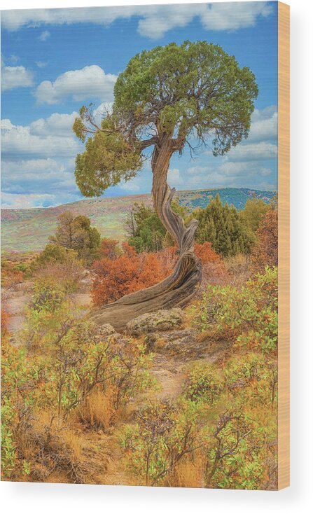 Juniper Tree Wood Print featuring the photograph Juniper Tree, Black Canyon of the Gunnison National Park, Colorado by Tom Potter