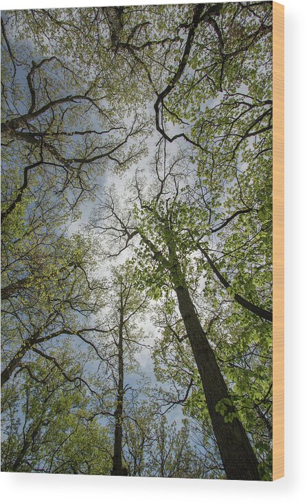 Fine Art Wood Print featuring the photograph Looking Beyond #1 by Kim Sowa