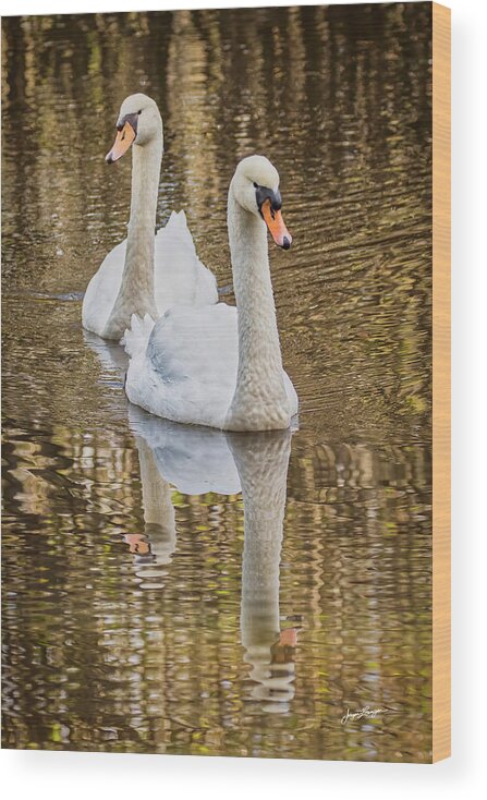Mute Swan Wood Print featuring the photograph Golden Pond by Jurgen Lorenzen