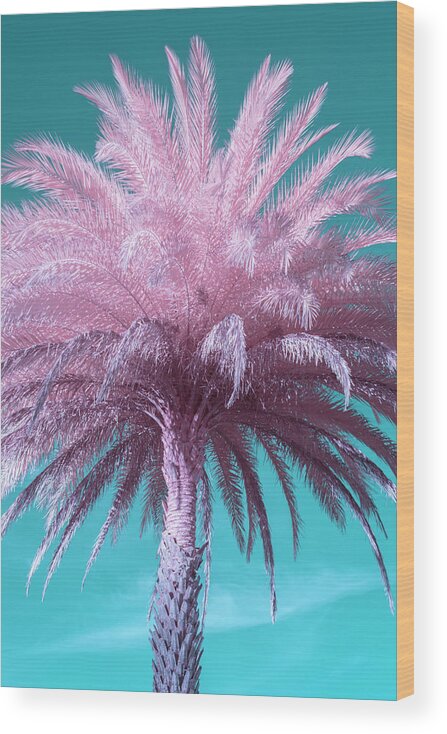 Palm Wood Print featuring the photograph Palm Tree by Carolyn Hutchins