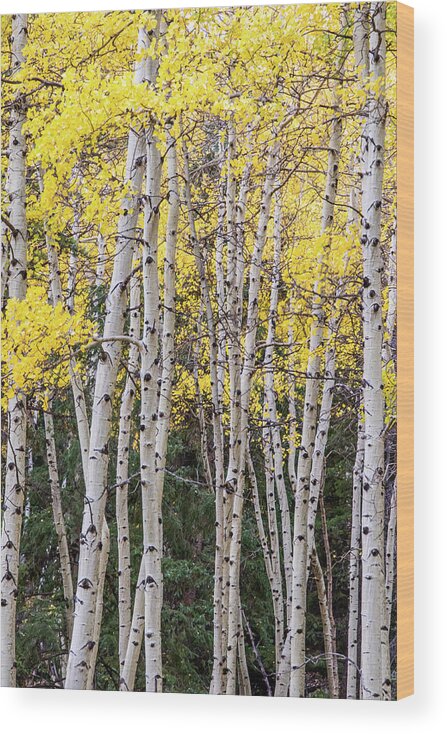 Fine Art Wood Print featuring the photograph Peaceful Morning #1 by Kim Sowa