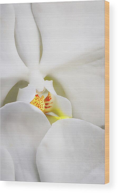 Orchid Wood Print featuring the photograph Peeking Through The Orchid Petals #1 by Gary Slawsky