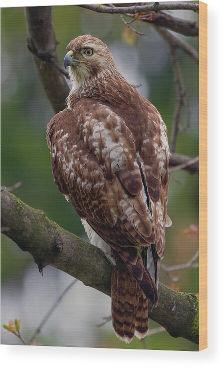 Hawk Wood Print featuring the photograph Redtail #1 by Timothy McIntyre
