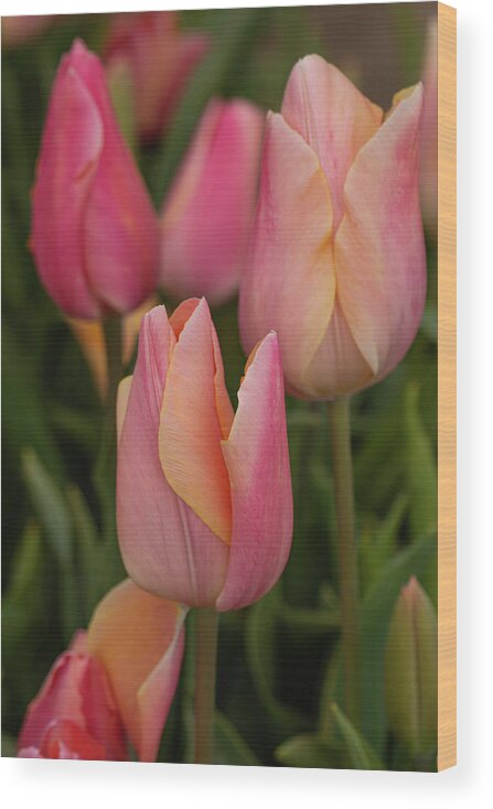 April Wood Print featuring the photograph Graceful tulips by Leslie Struxness