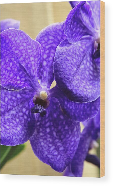 China Wood Print featuring the photograph Vanda Orchid Portrait II by Tanya Owens