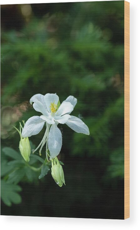 Wild Flower Wood Print featuring the photograph Wild Columbine #1 by Laura Terriere