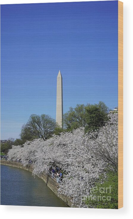  Wood Print featuring the photograph Cherry Blossoms Washington DC #10 by Annamaria Frost