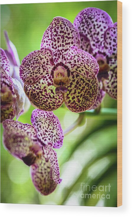 Ascda Kulwadee Fragrance Wood Print featuring the photograph Spotted Orchid Flowers #10 by Raul Rodriguez