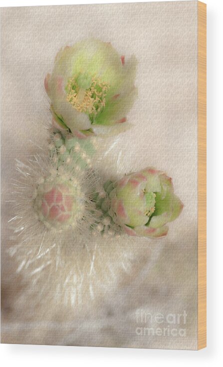 Cactus Wood Print featuring the photograph 1629 Watercolor Cactus Blossom by Kenneth Johnson