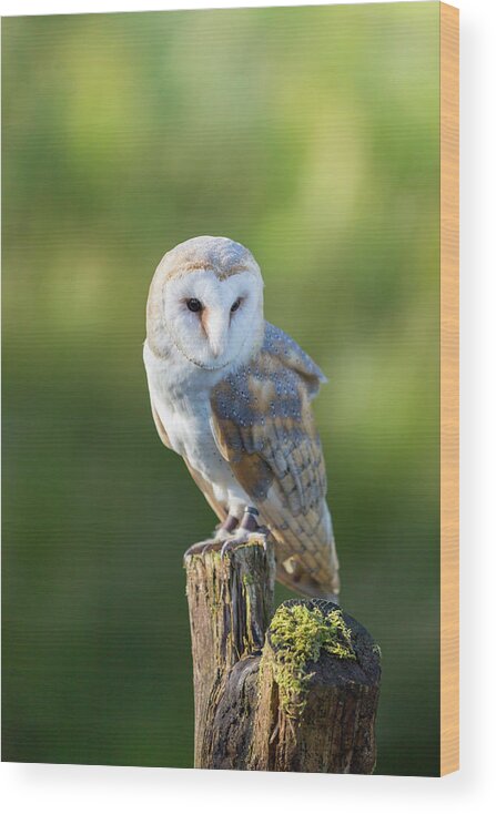 Barn Owl Wood Print featuring the photograph Barn Owl by Anita Nicholson