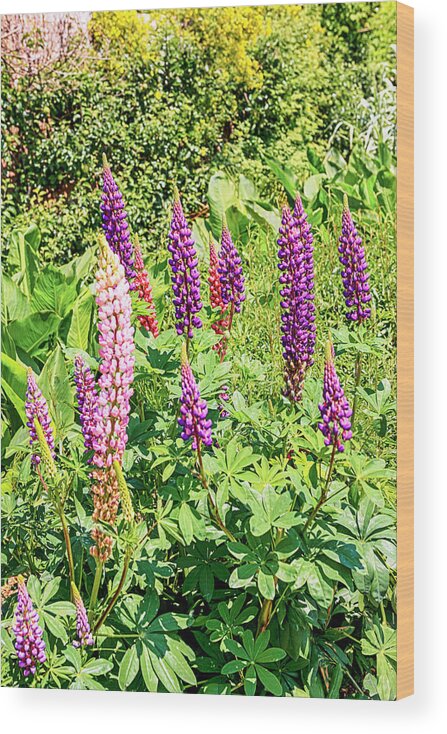 Walled Wood Print featuring the photograph English Country Garden #2 by Chris Smith