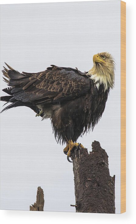 Eagle Wood Print featuring the photograph Soggy Eagle #2 by Michelle Pennell