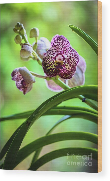 Ascda Kulwadee Fragrance Wood Print featuring the photograph Spotted Vanda Orchid Flowers #2 by Raul Rodriguez