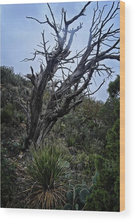Tree Wood Print featuring the photograph Tree and Shrubs at McKittrick #2 by George Taylor