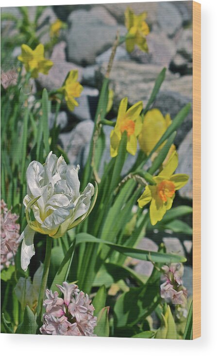 Tulips Wood Print featuring the photograph 2020 Acewood Tulips, Hyacinth and Daffodils by Janis Senungetuk