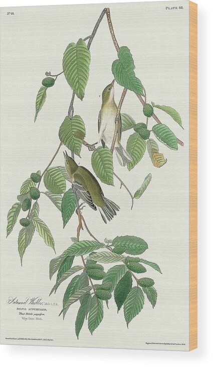 Audubon Birds Wood Print featuring the drawing Autumnal Warbler #3 by John James Audubon