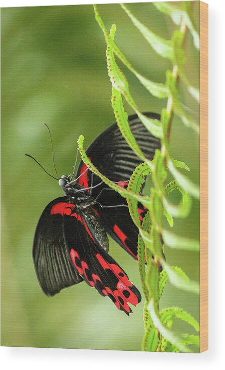 Butterflyconservatory Wood Print featuring the photograph Butterfly red markings on black #3 by SAURAVphoto Online Store