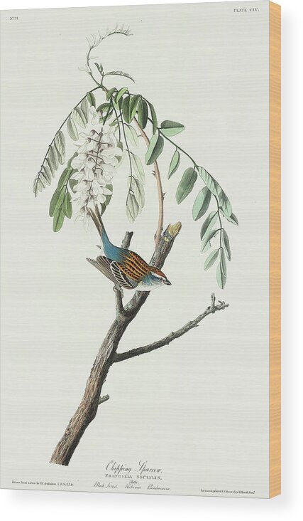 Audubon Birds Wood Print featuring the drawing Chipping Sparrow #3 by John James Audubon