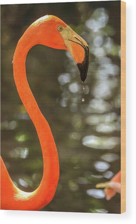 Flamingos Cartagena Colombia Wood Print featuring the photograph Flamingos Cartagena Colombia #39 by Paul James Bannerman