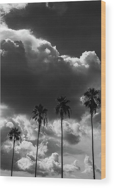 Florida Wood Print featuring the photograph 4 Palm trees BW by Marian Tagliarino