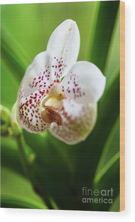 Background Wood Print featuring the photograph Spotted Orchid Flower #4 by Raul Rodriguez