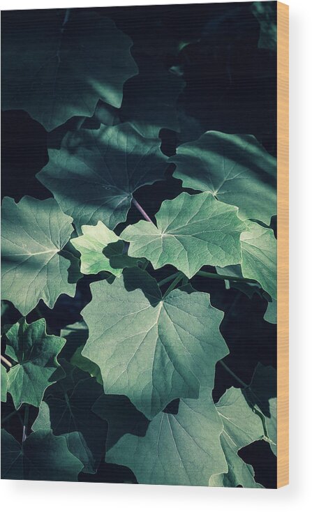 Decoration Wood Print featuring the photograph Green plants in natural conditions #7 by Benoit Bruchez