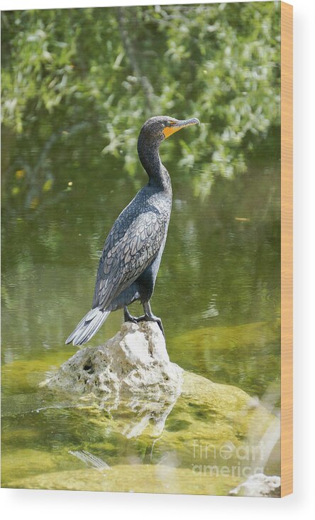 Big Cypress National Preserve Wood Print featuring the photograph A double-crested cormorant rests on a rock in the Florida Evergl by William Kuta