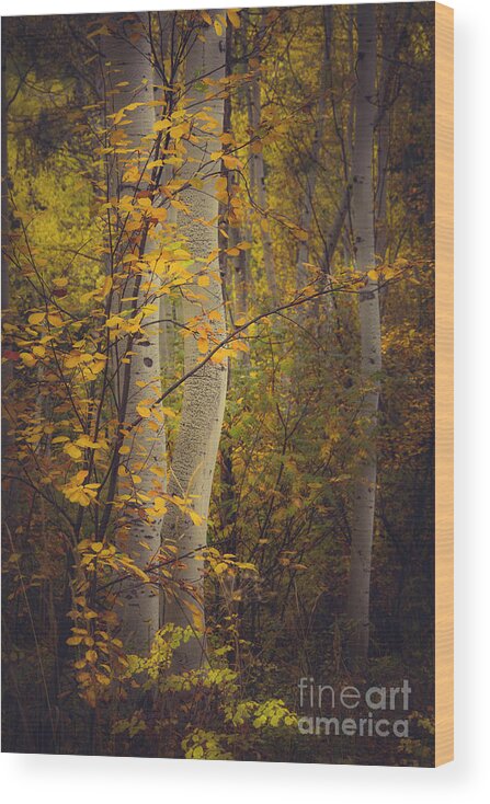 Aspen Forest Wood Print featuring the photograph A Forest of My Dreams by The Forests Edge Photography - Diane Sandoval