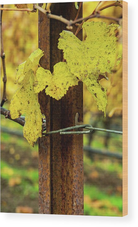 Golden Wood Print featuring the photograph A Golden Vine by Leslie Struxness