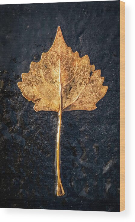 Minimalism Wood Print featuring the photograph A Golden Leaf on Black Asphalt by Mary Lee Dereske