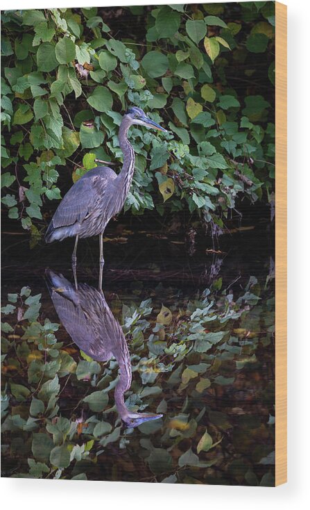 Bronx River Wood Print featuring the photograph A Great Blue Heron and Its reflection in the Bronx River by Kevin Suttlehan