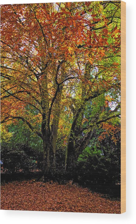 Birch Trees Wood Print featuring the photograph A Pair of Birches by Teresa Herlinger