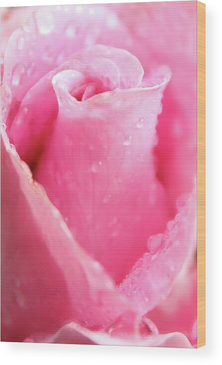 Rose Wood Print featuring the photograph A Rose Is A Rose by Lens Art Photography By Larry Trager