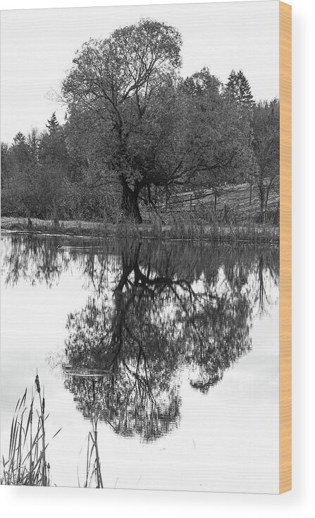 Black Wood Print featuring the photograph A Stately Oak by Leslie Struxness