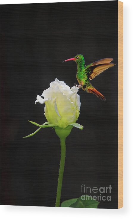 2202f Wood Print featuring the photograph A White Rosebud Visited By Tom Thumb by Al Bourassa